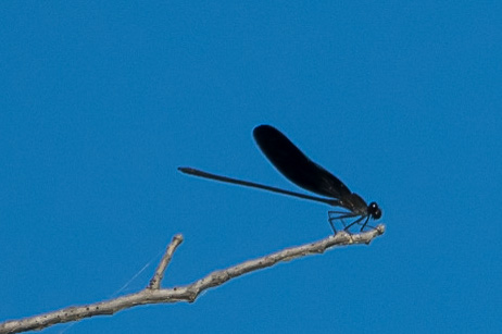 Ebony Jewelwing